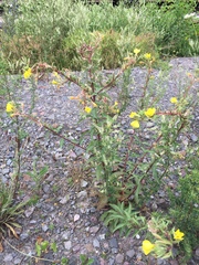 Oenothera ersteinensis