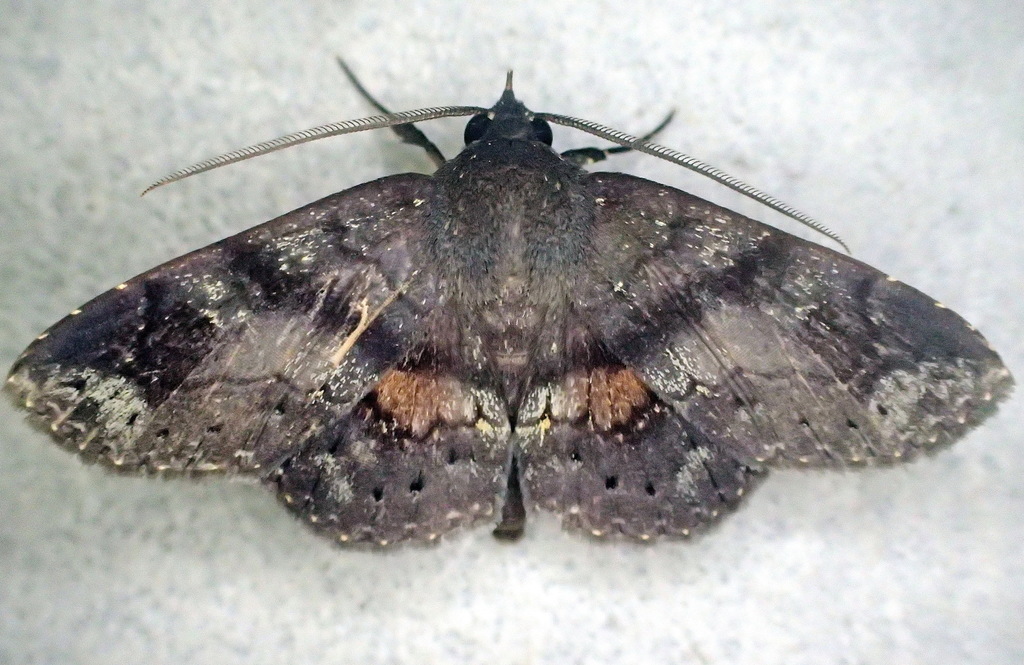 Agyra squamivaria
