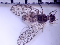 Philotarsidae