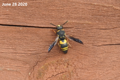 Euodynerus dantici violaceipennis