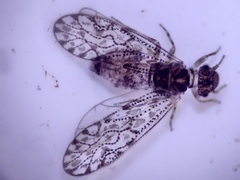 Philotarsidae