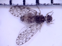 Philotarsidae