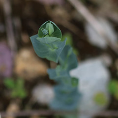 Blackstonia perfoliata