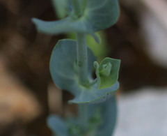 Blackstonia perfoliata