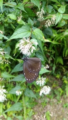 Euploea eunice hobsoni