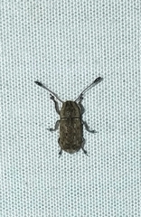 Toxonotus lividus