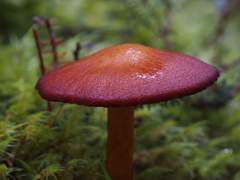 Aureonarius eucollybianus