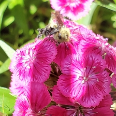 Bombus griseocollis