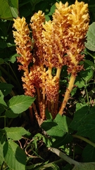 Orobanche flava