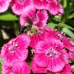 Bombus griseocollis