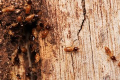 Nasutitermes walkeri