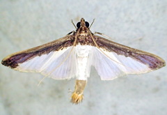 Diaphania argealis