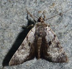 Catocala andromedae