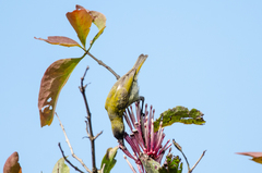 Cyanomitra verticalis