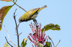 Cyanomitra verticalis