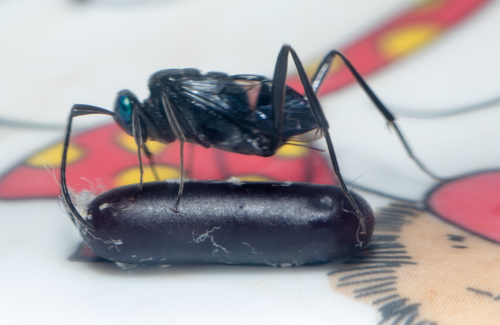 Blue-eyed Ensign Wasp