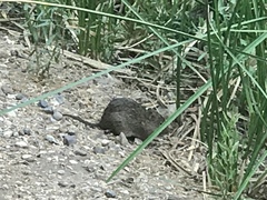Sigmodon arizonae