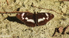 Limenitis sydyi