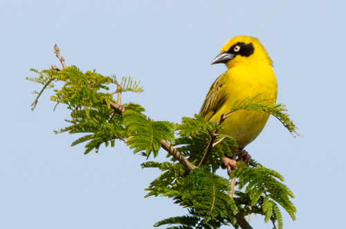 Baglafecht Weaver