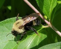 Bombus citrinus