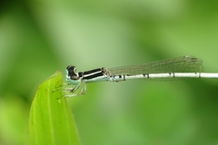 Agriocnemis pieris