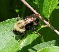 Bombus citrinus