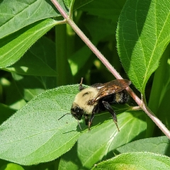 Bombus citrinus