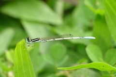 Agriocnemis pieris