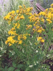 Hypericum × desetangsii