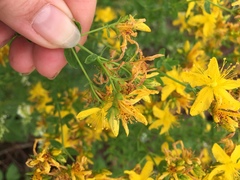 Hypericum × desetangsii
