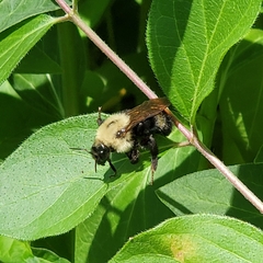 Bombus citrinus