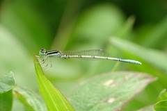 Agriocnemis pieris