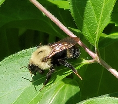 Bombus citrinus