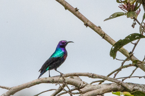 Splendid Sunbird