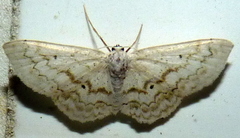 Idaea obfusaria