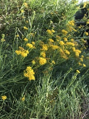 Senecio linearifolius linearifolius