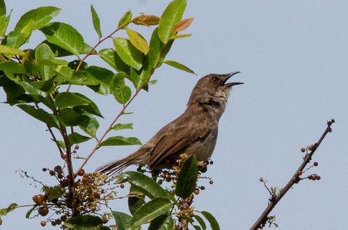 Whistling Cisticola