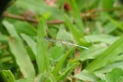 Agriocnemis pieris
