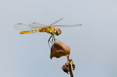 Urothemis