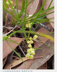 Lomandra brevis