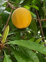 Magnoliopsida