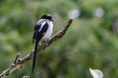 Northern Fiscal