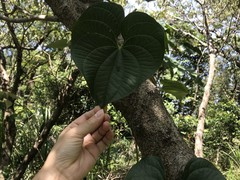 Dioscorea collettii