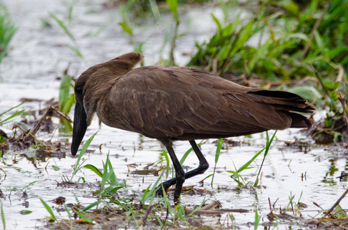 Hamerkop