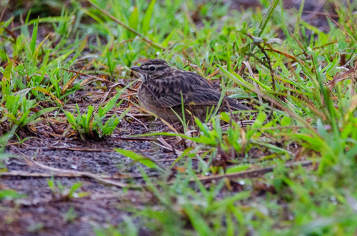Sun Lark