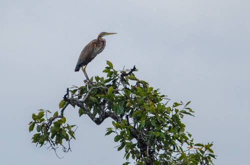Purple Heron
