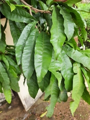 Magnoliopsida