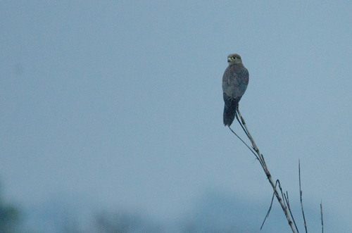 Gray Kestrel