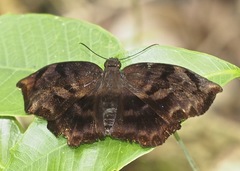 Achlyodini