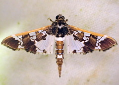 Sacculosia isaralis